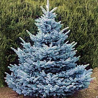 Ель колючая Glauca 